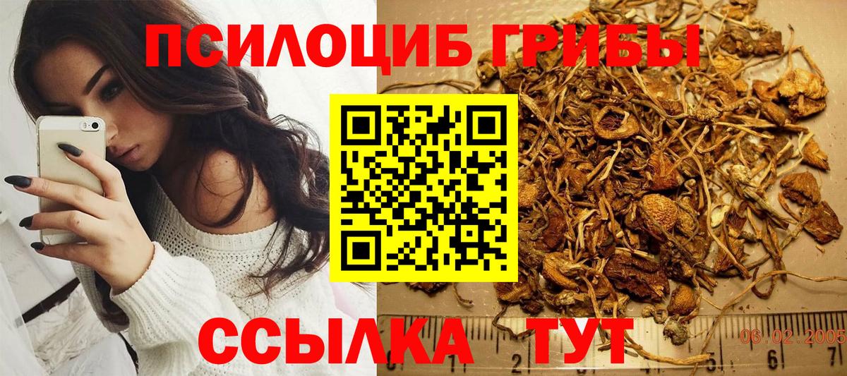 Курчалой  Галлюциногенные грибы прущие грибы  Вход с VPN 